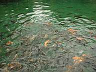 051 - 0704 - bagarre de poissons.jpg